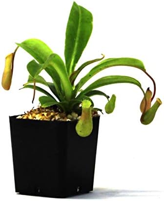 Nepenthes 'Alata' Pitcher Plant