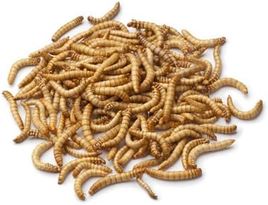 50 Large Fresh Live Mealworms