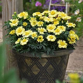 Park Seed Whopper Mix Marigold Flower Seeds – Giant 4-Inch Double Blooms in Yellow, Gold & Orange, Compact and Weather-Resistant Plants, Easy to Grow for Beds or Containers – Pack of 25
