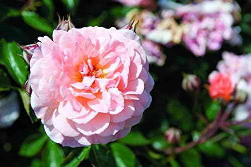 Drift Roses - Rosa Peach Drift (Rose) Rose, double peach flowers, #2 - Size Container