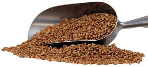 Organic Hard Red Wheat Berries - 3lbs