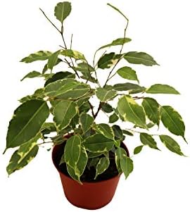Weeping Fig Tree - Ficus Benjamina Variegated - 4'' from California Tropicals