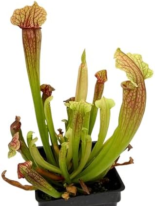 American Pitcher Plant - Sarracenia 'Judith Hindle' - Trumpet Pitcher Plant - Carnivorous Plant