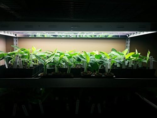 Banana Plants Dwarf Cavendish Includes Four (4) Plants
