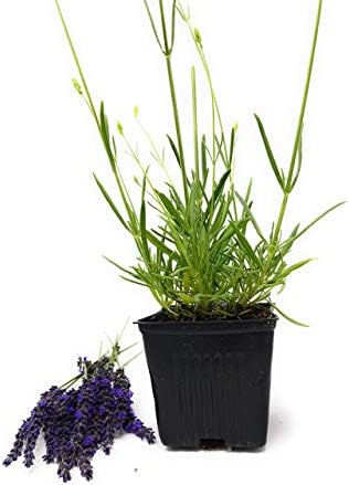 L+ Hidcote Blue Lavender — 4 Live Plants in 4" Pots — Deep Purple-Blue Flowers — Fragrant, Bee-Friendly, Drought & Deer Resistant Perennial — Zones 5–9, Cut Flower & Sachet