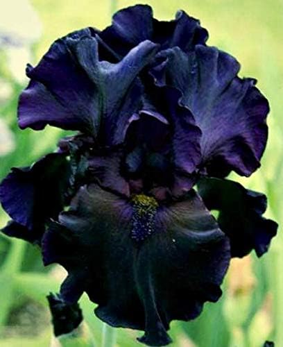 Black Magic Bearded Iris, Black Flowering Plant, Root Start, Rhizome, Bulb, Simply Beautiful Flowering Perennial
