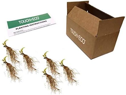 6 Pack of Mixed Heart-Shaped Hosta Bare Roots Plants - Rich Green Foliage, Low Maintenance for Your Home and Garden