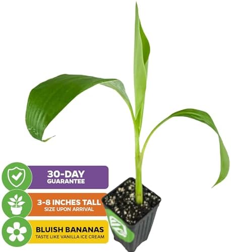 Ice Cream Banana Tree (1-Pack) Live Plants by Wellspring Gardens | Easy to Grow Plants for Nature Lovers & Gardeners- Outdoor Planting in Patio | Musa acuminata