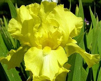 Summer Olympics, Yellow Bearded REBLOOMING IRIS (1) Rhizome/Bulb/Root Ready for Planting Now