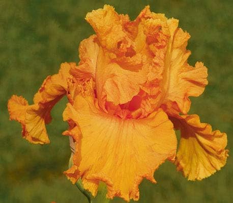 Irish Maid of Orange, Colorful Bearded REBLOOMING IRIS (1) Rhizome/Bulb/Root Ready for Planting Now