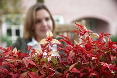 Brighter Blooms - Fire Power Nandina Shrub, 1 Gallon - No Shipping to AK, AZ, HI, OR