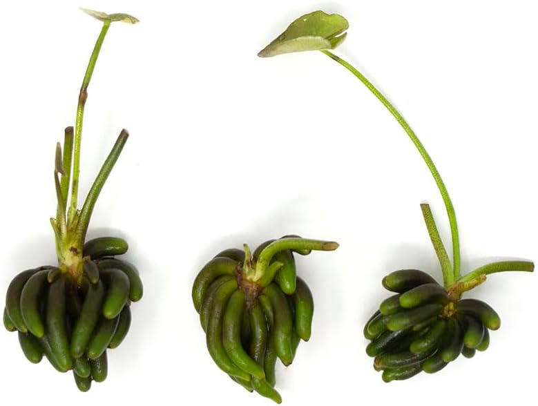 Banana Plant (Nymphoides Aquatica) Live Aquarium Plants BUY2GET1