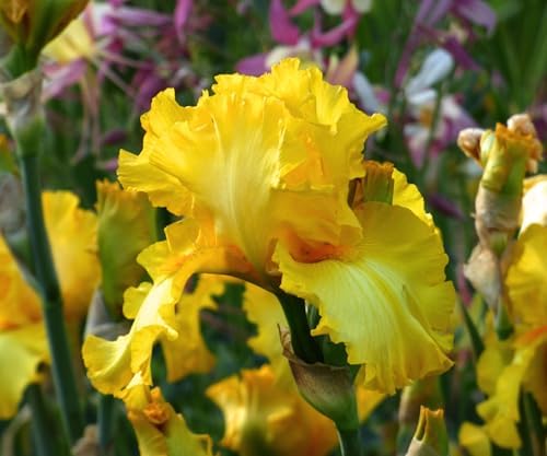Picasso Moon Bearded Iris (Iris germanica) Plant Potted, Large Yellow Flowers, Heavy Bloomer, Stargazer Perennials