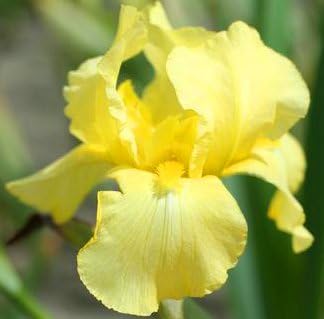 Beautiful Disco Music, Yellow Bearded REBLOOMING IRIS (1) Rhizome/Bulb/Root Ready for Planting Now