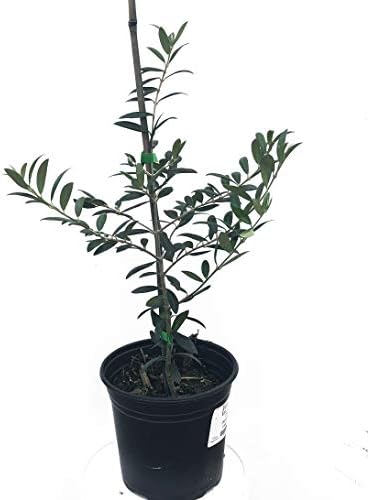 Olive Tree, Arbequina - Live Plant +!