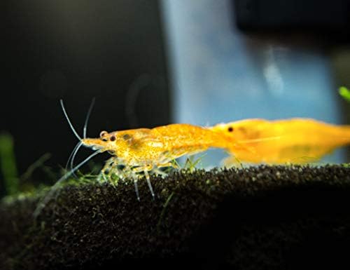 1 Live Orange Sakura Shrimp (Neocaridina davidi) - Breeding Age Young Adults at 1/2 to 1 Inch Long