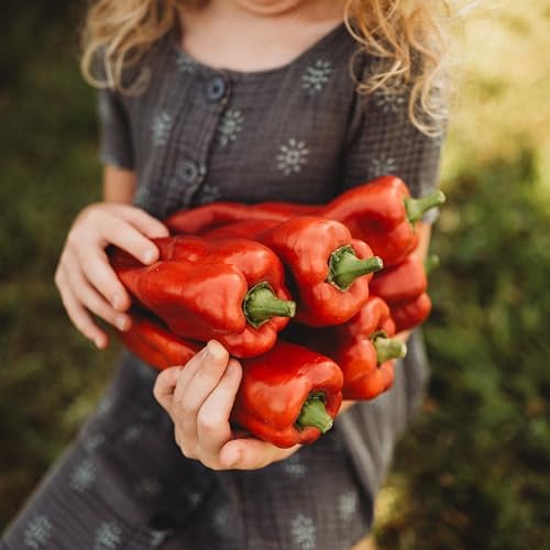 Marconi Red Pepper - 25 Seeds - Giant Sweet Italian Pepper, Heirloom Pepper Variety, USA-Grown