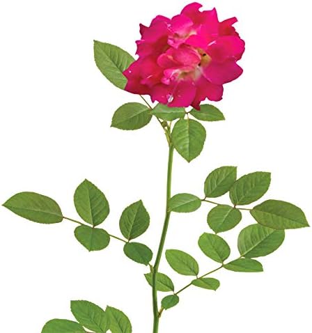 Perfect Plants Red Drift Roses Live Plants, 3 Gallon, Ground Cover Bush