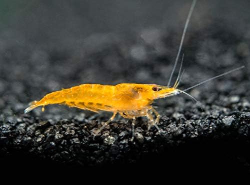1 Live Orange Sakura Shrimp (Neocaridina davidi) - Breeding Age Young Adults at 1/2 to 1 Inch Long