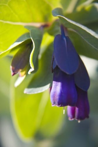 10 Blue Shrimp Plant/Honeywort/Blue Wax Cerinthe Major Flower Seeds