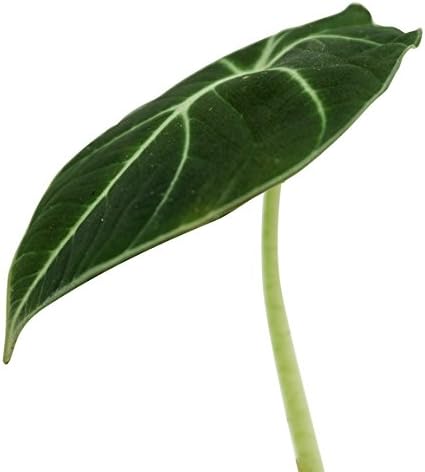 Alocasia reginula 'Black Velvet'