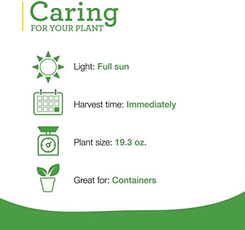 Bonnie Plants Rosemary Live Edible Aromatic Herb Plant - 4 Pack, Perennial In Zones 8 to 10, Great for Cooking & Grilling