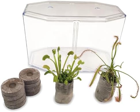 Venus Fly Trap and Sundew Live Plant Set with Terrarium and Food Bundle | 2 carnivorous plants together, protein-packed food