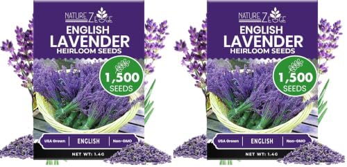 NatureZ Edge1500 English Lavender Seeds for Planting Outdoors or Indoors, 90% Germination, Lavender Plants, Non-GMO, Heirloom Herb Seeds (1 Pack)