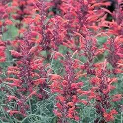 30 AGASTACHE Mix Agastache Aurantiaca Flower Seeds