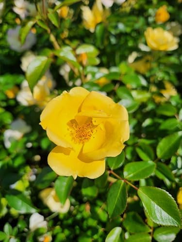 Green Promise Farms Rosa `Double Knock Out` (Reblooming) Rose, 3 Size Container, pink flower