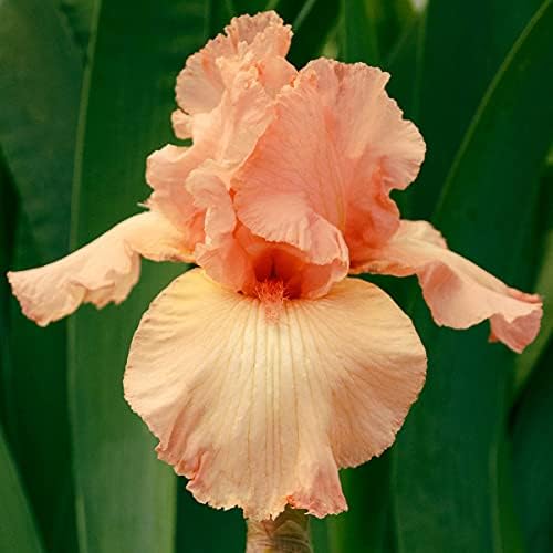 Breck's Bulbs and Perennials Beverly Sills Tall Bearded Reblooming Bare Root Iris - Specially selected mixture of colourful German irises will bloom