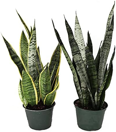American Plant Exchange Snake Plant – Medium 6-Inch Pot Yellow Sansevieria Trifasciata, Drought-Tolerant, Air-Purifying Live Houseplant for Home