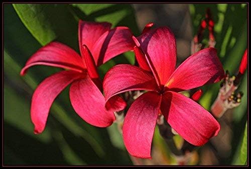 Fragrant Hawaiian Red Plumeria Plant Cutting 2-Pack Bundle - Double Scented Lei Tree Flowers for Aromatic Tropical Gardens