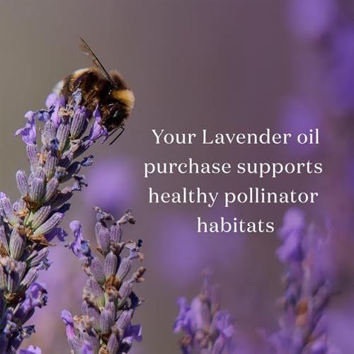 Young Living Purification Essential Oil Blend, 15ml - Aromatherapy Diffuser - Ideal for Cleansing Skin - Skincare and Beauty Addition - Pure & Natural