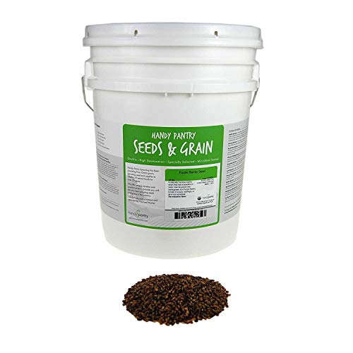 Handy Pantry Purple Barley Seeds - Certified Organic - 35 Lb Bucket | Also Called Black Barley - No Hull - For Barleygrass, Grind for Flour, Food Storage, Soups & More