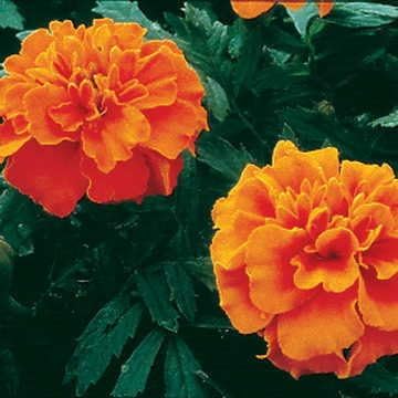 Park Seed Whopper Mix Marigold Flower Seeds – Giant 4-Inch Double Blooms in Yellow, Gold & Orange, Compact and Weather-Resistant Plants, Easy to Grow for Beds or Containers – Pack of 25