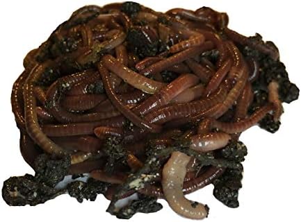 250+ Red Wiggler Earthworms, Organic and Sustainably Raised