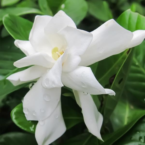 Brighter Blooms - Frost Proof Gardenia Shrub, 1 Gallon - No Shipping to AK, AZ, HI
