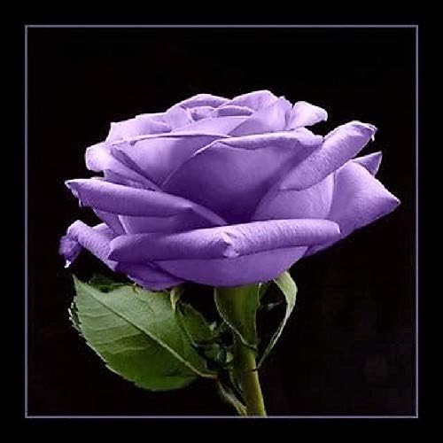 5 PURPLE ROSE Rosa Bush Shrub Perennial Flower SeedsComb S/H