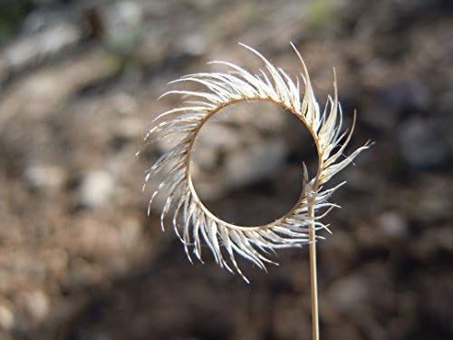 1000 Blue GRAMA Grass Gramma Bouteloua Gracilis Flower Mosquito Grass Seeds