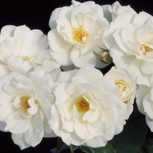 Heirloom Shrub Roses, Live Own Root Plant, Iceberg®