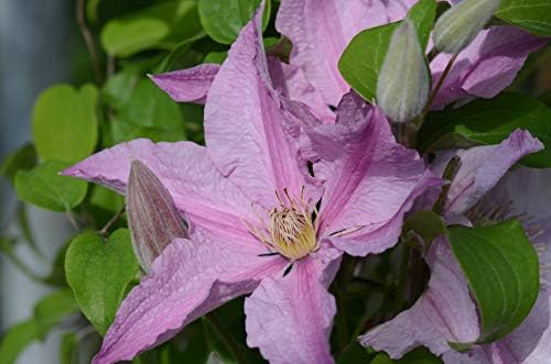 Raymond Evison Clematis - Clematis Giselle (Clematis) Perennial, pink flowers, 8`` - Size Container