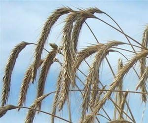 Wrens Abruzzi Winter Rye Grain Seed - 50 Lbs.