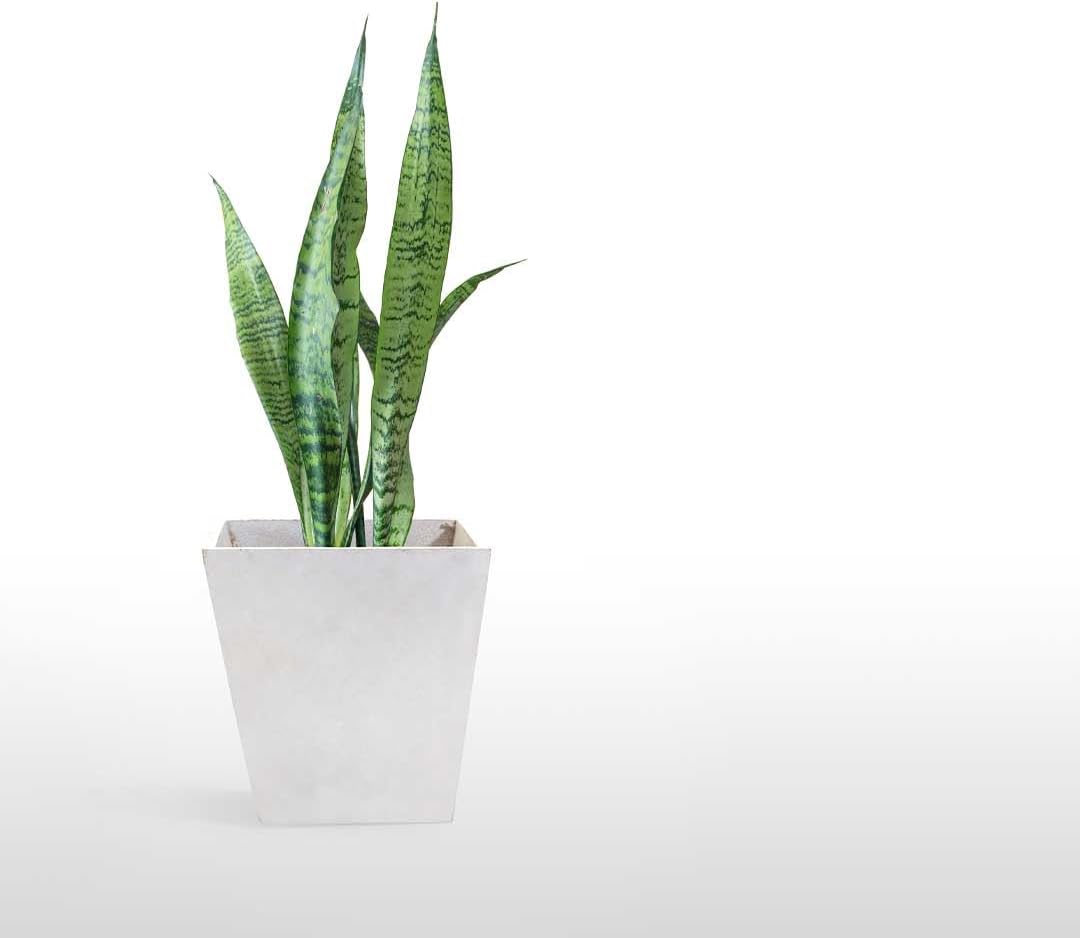 American Plant Exchange Snake Plant – Medium 6-Inch Pot Yellow Sansevieria Trifasciata, Drought-Tolerant, Air-Purifying Live Houseplant for Home
