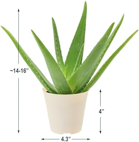 Arcadia Garden Products Live Aloe Vera Succulent Easy Indoor Houseplant in Plastic Pot, Air Purifying Ornamental Plant Gift for Home and Garden Decor