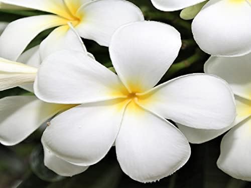 2 Live Plumeria Plants Hawaiian Flowering - Tropical Plants Easy to Grow Fragrant Flowering Plants