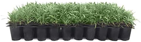 Dwarf Mondo Grass | 10 Live Plants | Ophiopogon Japonicus | Ground Cover Plant, Shade Tolerant Grass, Low Maintenance Landscaping, Evergreen Foliage, Dense Green Carpet, Drought Tolerant