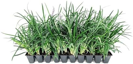 Liriope Super Blue | 10 Live Plants | Liriope muscari 'Super Blue' | Ornamental Ground Cover Plants | Shade-Tolerant Landscaping Perennial
