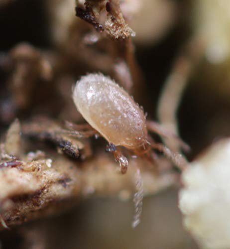 25,000 Live Hypoaspis Miles Predatory Mites