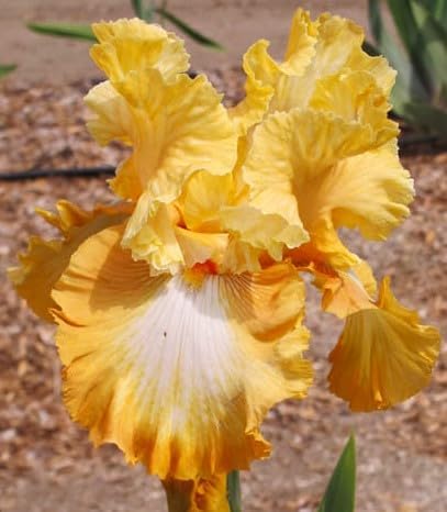 Seeds*Bulbs*Plants*&More Honeycomb Bearded Iris Rhizome, Root, Plant